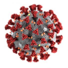 Magnification of Coronavirus