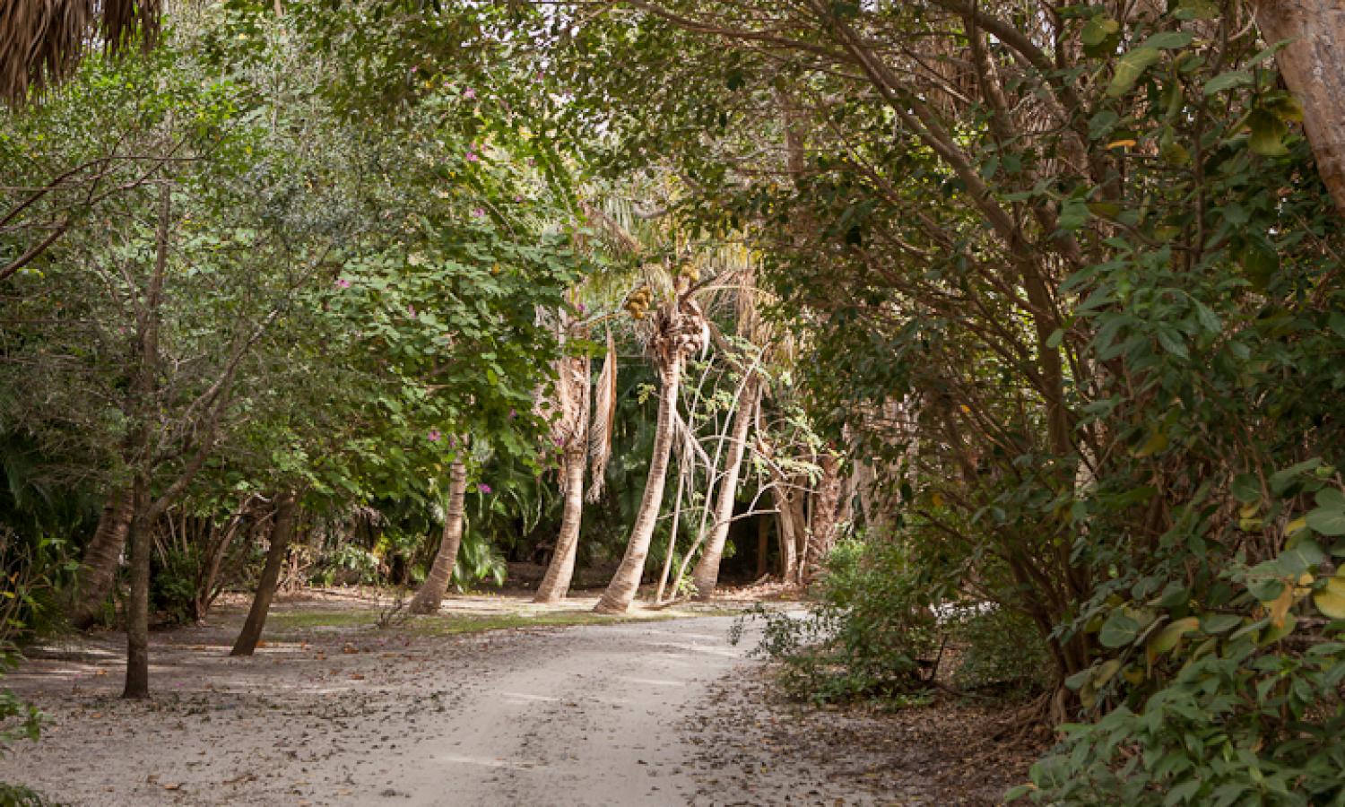 A pathway with trees on both sides