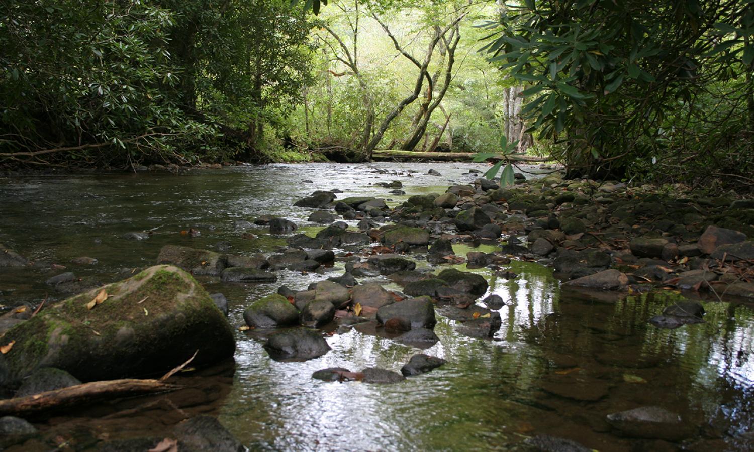 Betty's Creek at Hambidge.