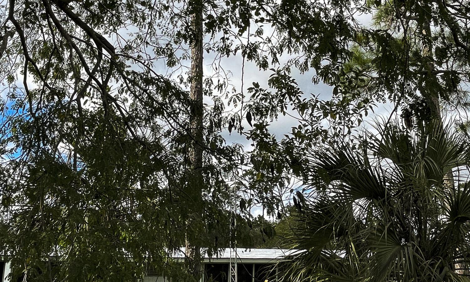 view of the white AIRIE Cabin through the Slash Pines and green grass