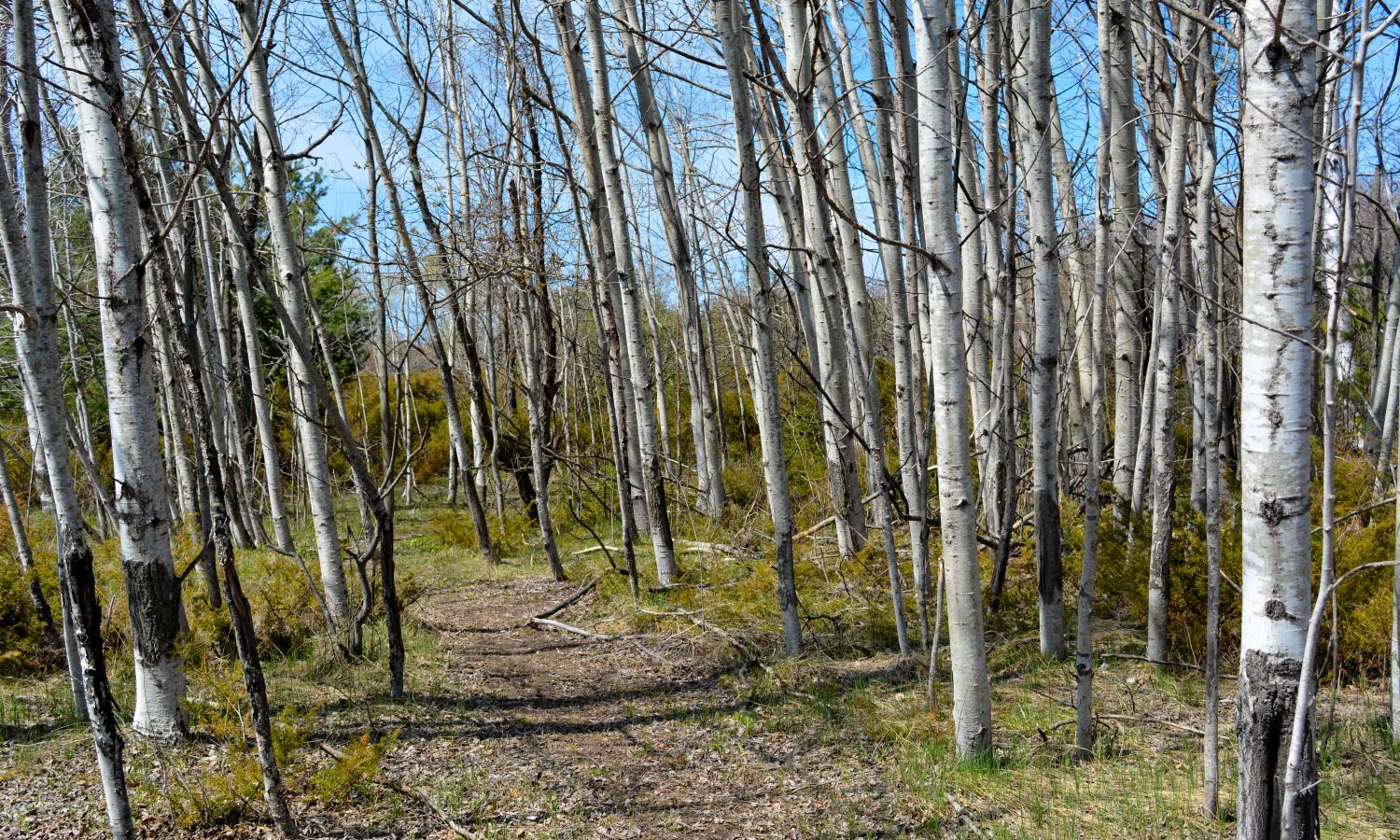 Path through the birch grove in spring.