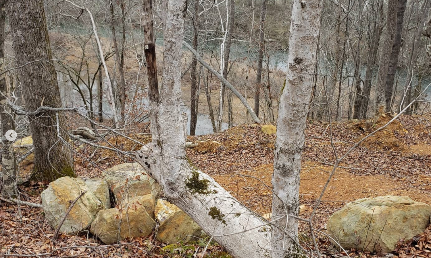 The forest and the river in winter