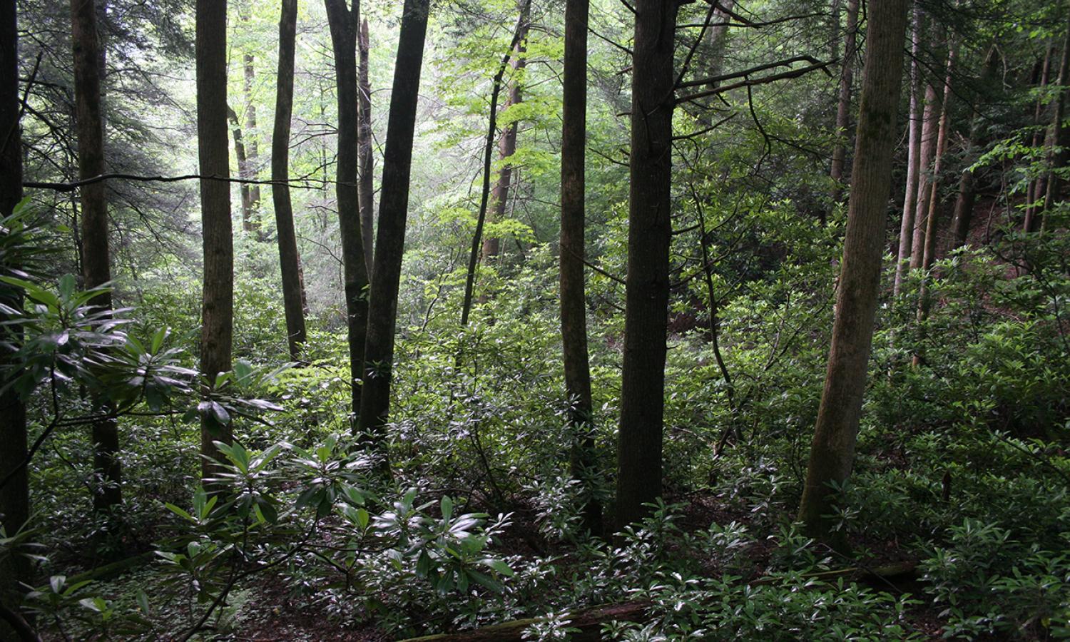Summer in the forest at Hambidge.