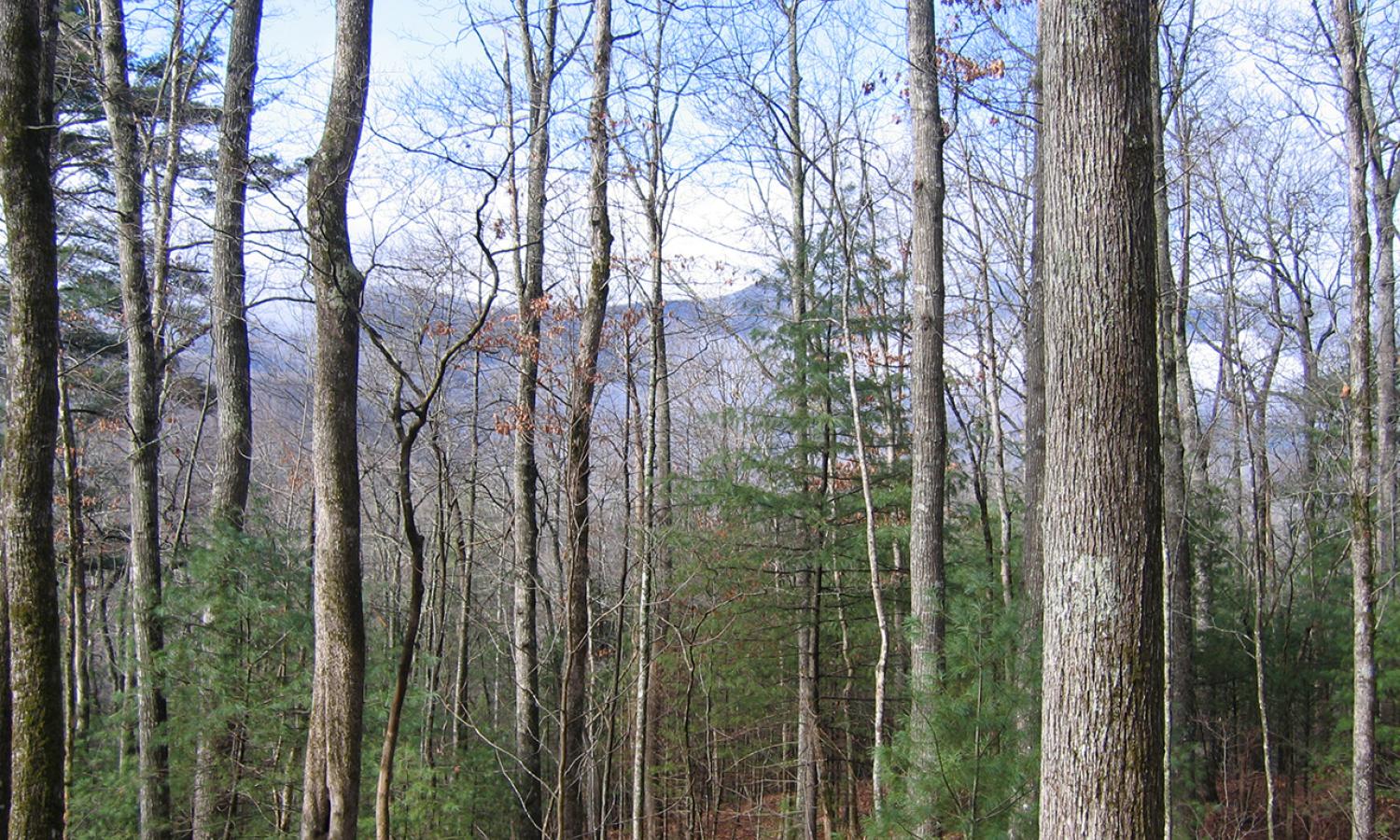 Winter woods at Hambidge.