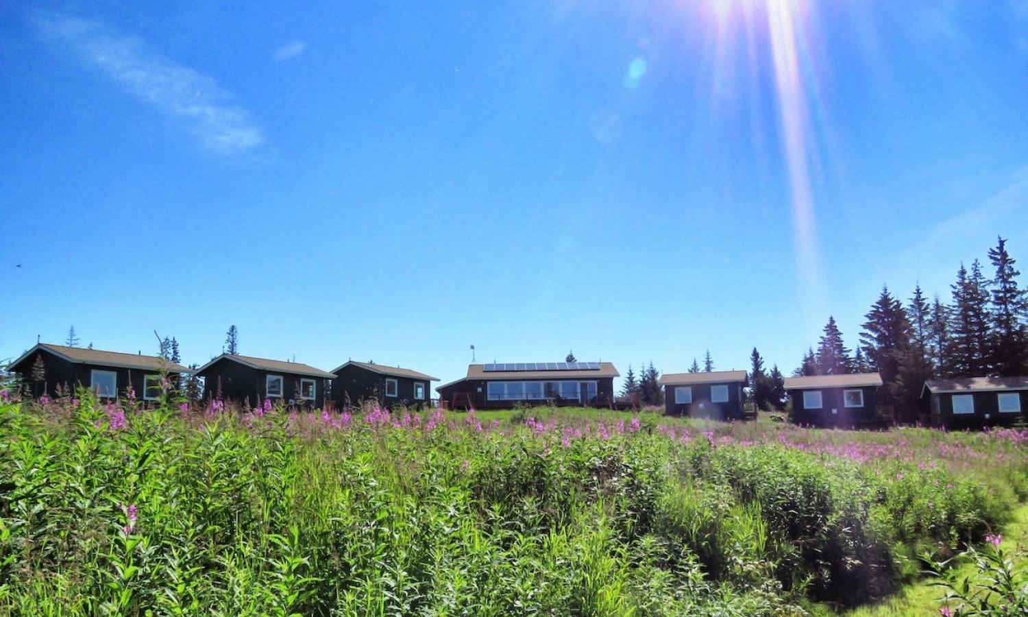 Six cabins surrounding a main house from a sunny fireweed field
