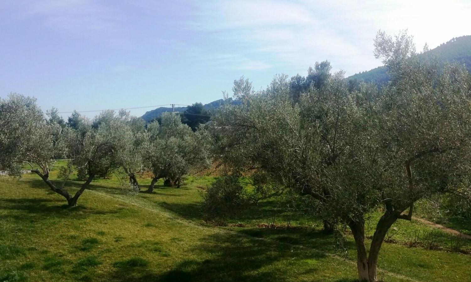 Olive-trees in the garden.