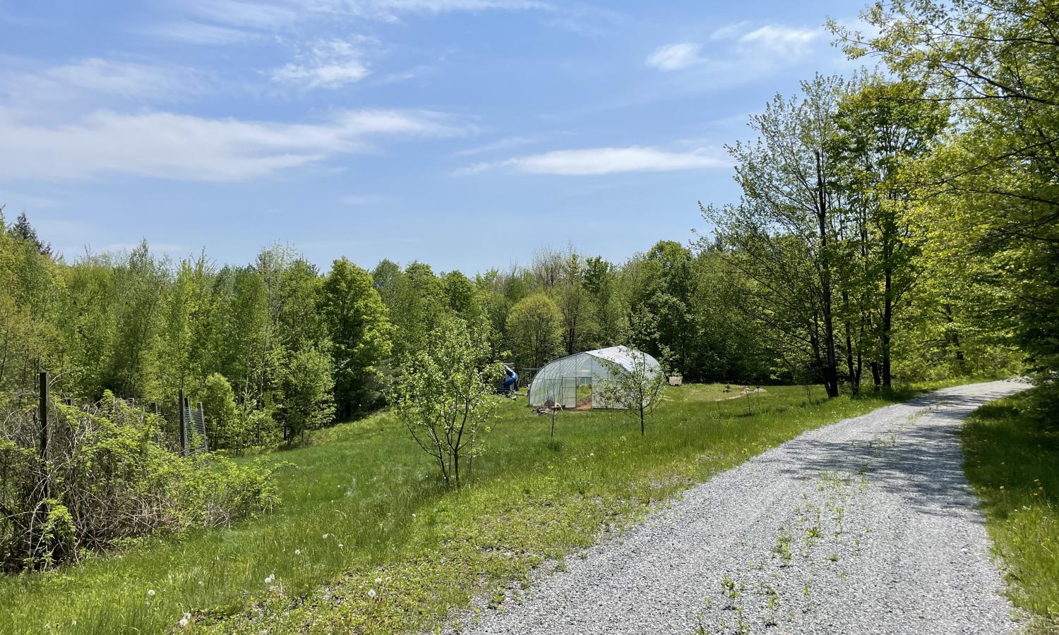Mowed green field next to a long driveway.  In the distance is a High Tunnel used for gardening, in front of a line of green trees.