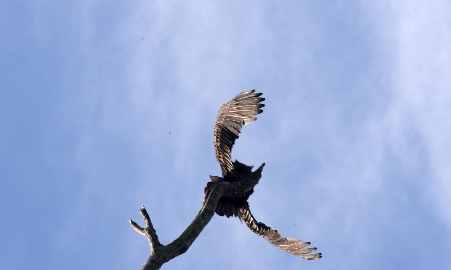 Bird on  a tree with wings open