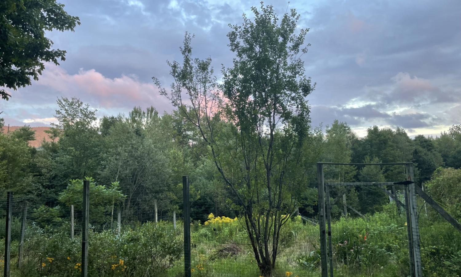 Kindred gardens at dusk