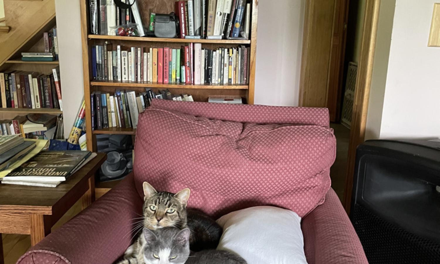 Kindred Kitties in the common room