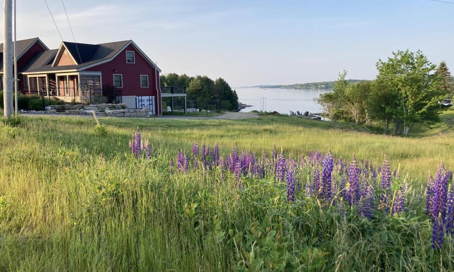 Foggy Bee Lupine Season