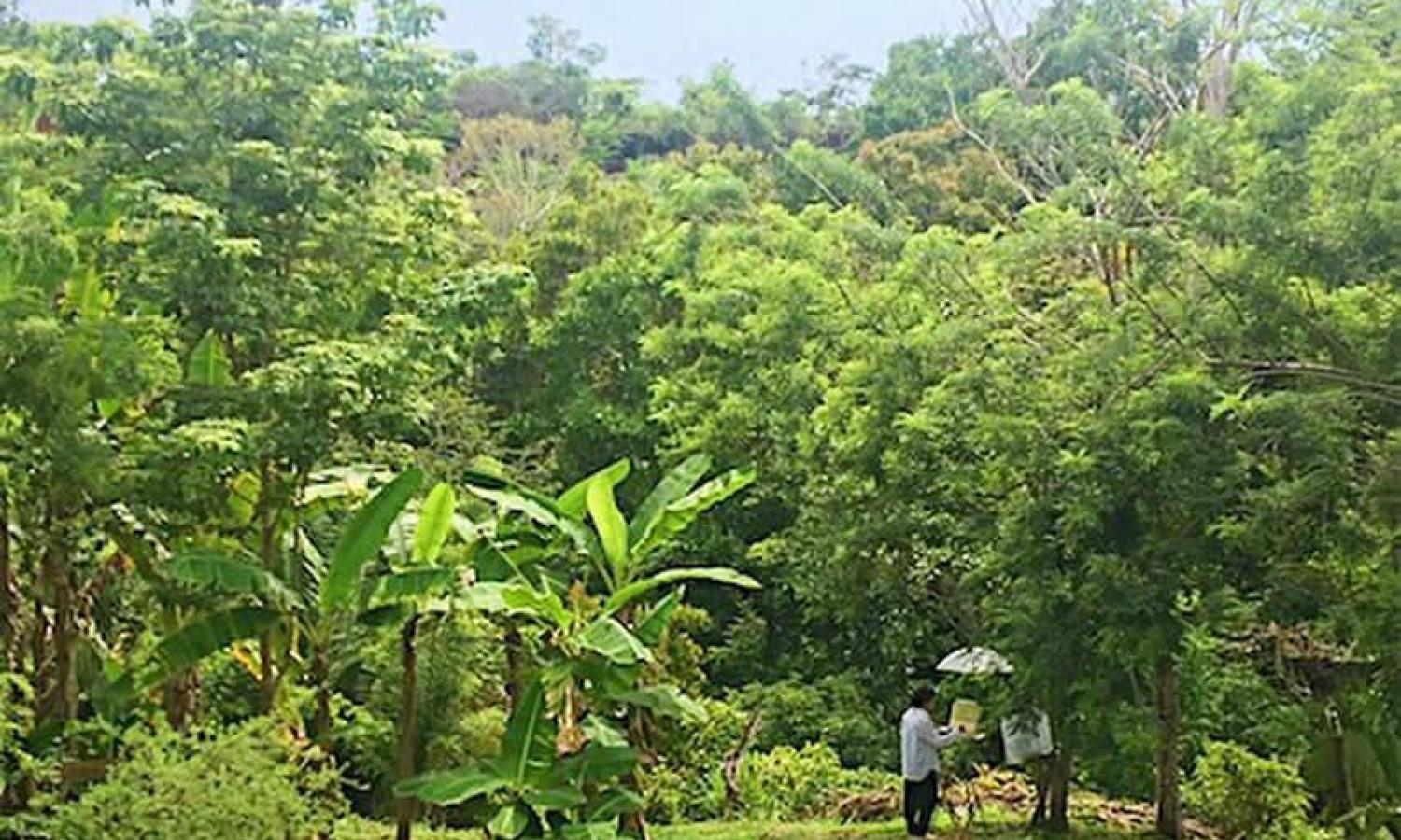 Backyard at Mauser Ecohouse