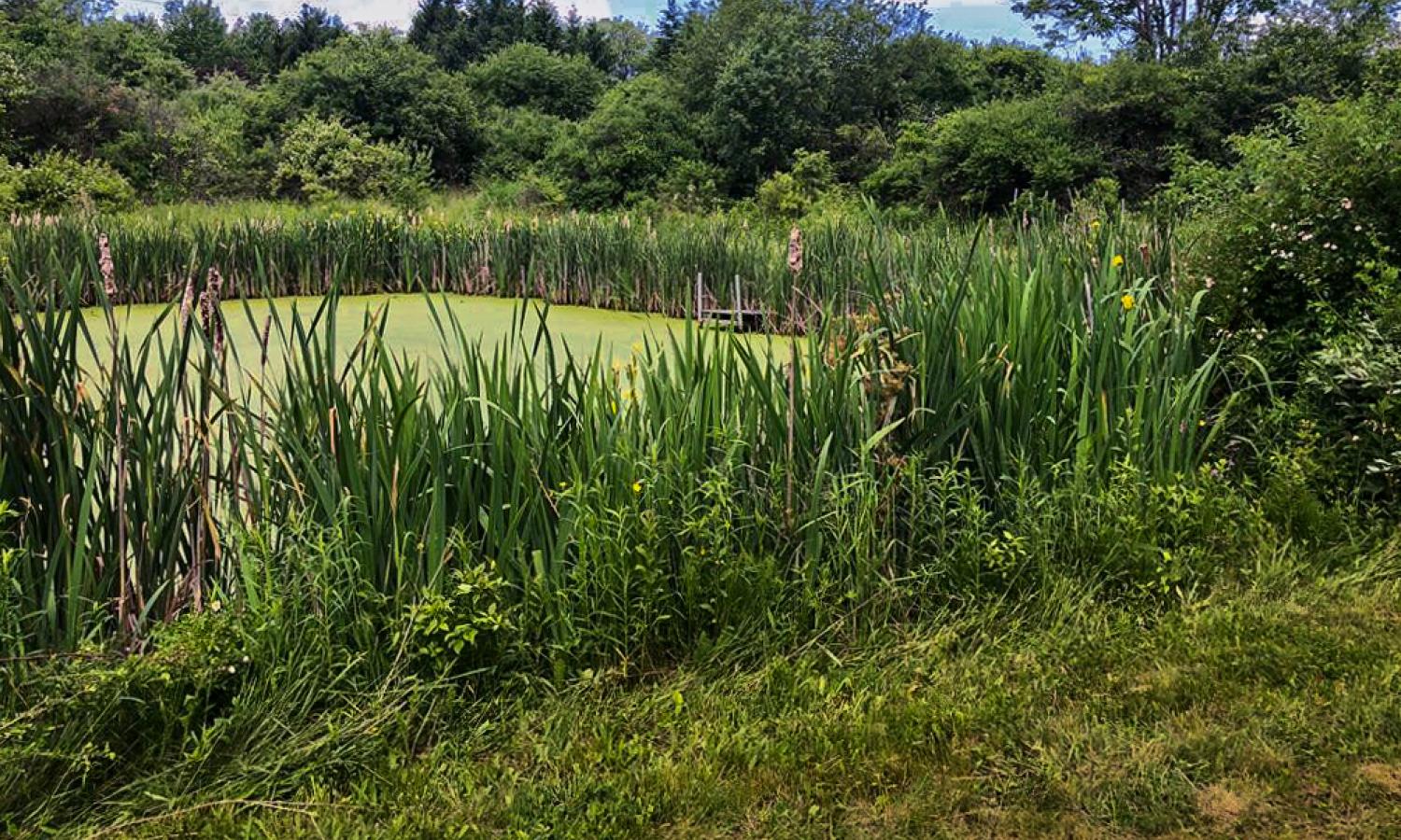 Pond