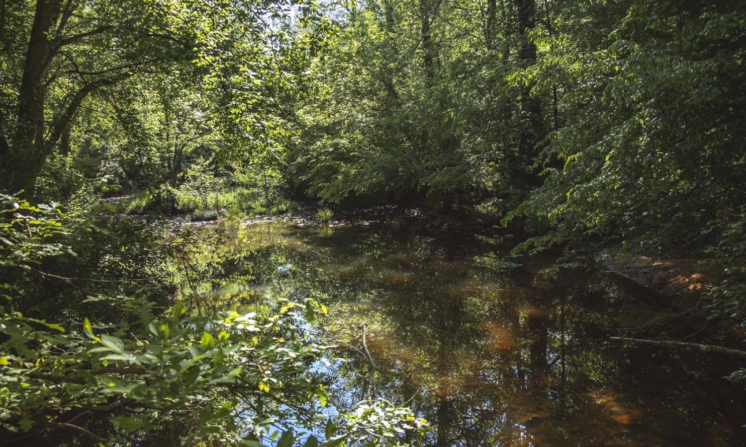 forest and watershed view