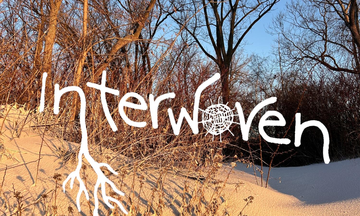 Photo of sunlit trees on a sandy beach