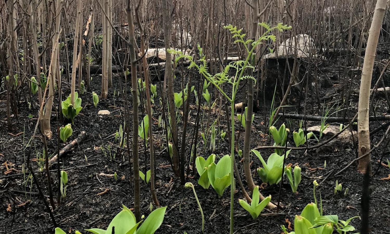 New growth in forest after a fire.