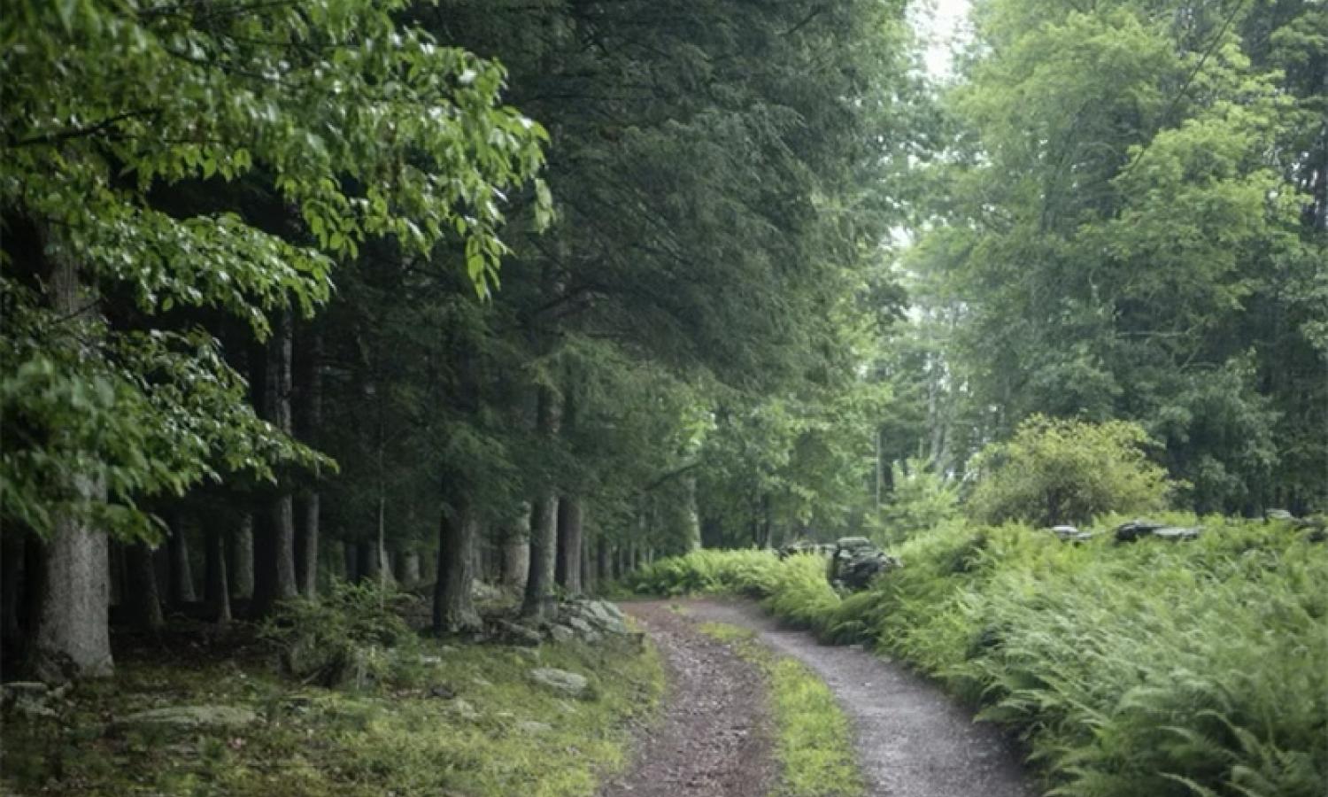 Open Meadows at Mildred's Lane