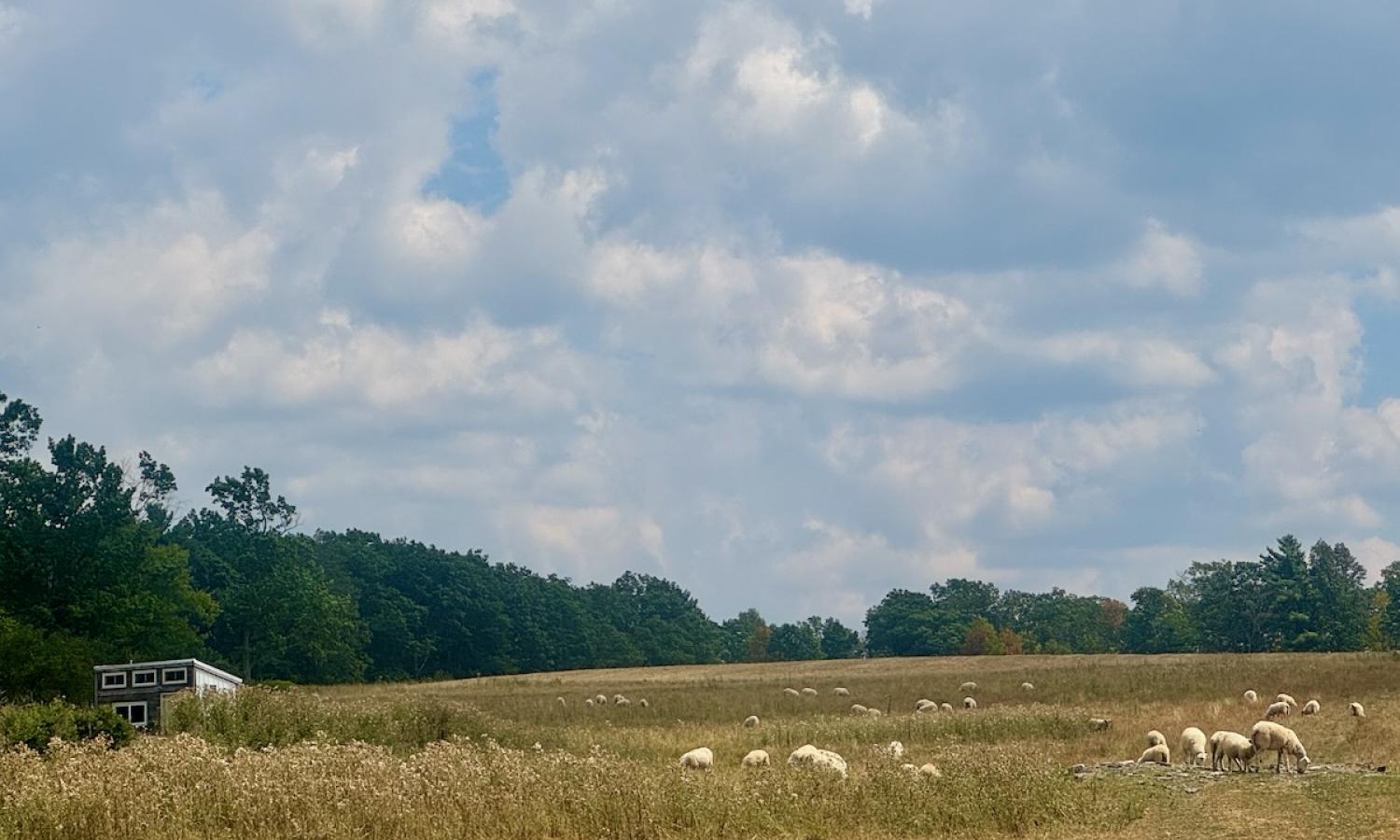 Sheep in a field