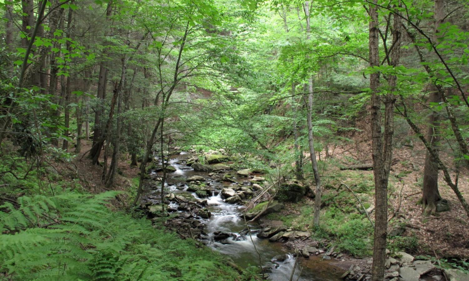 Lenape Trail and Creek, Mildred's Lane