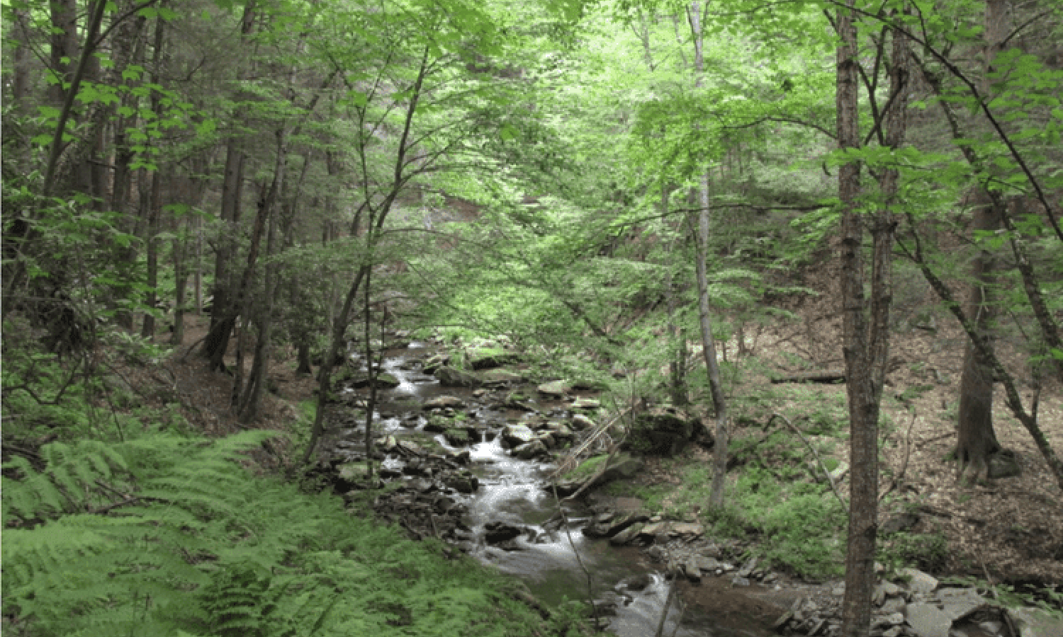 The Creek, Mildred's Lane - PA