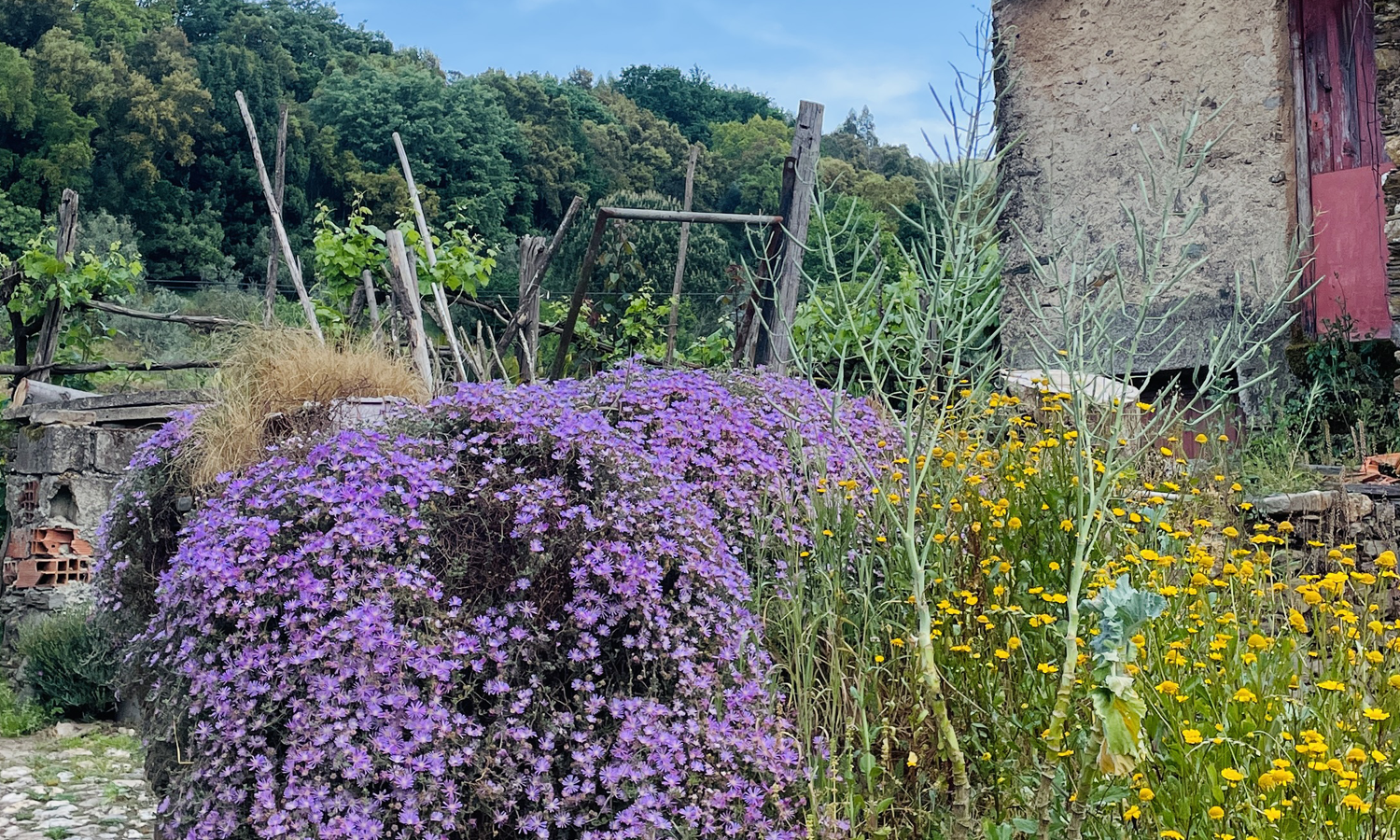 CASA PIP's surrounding nature