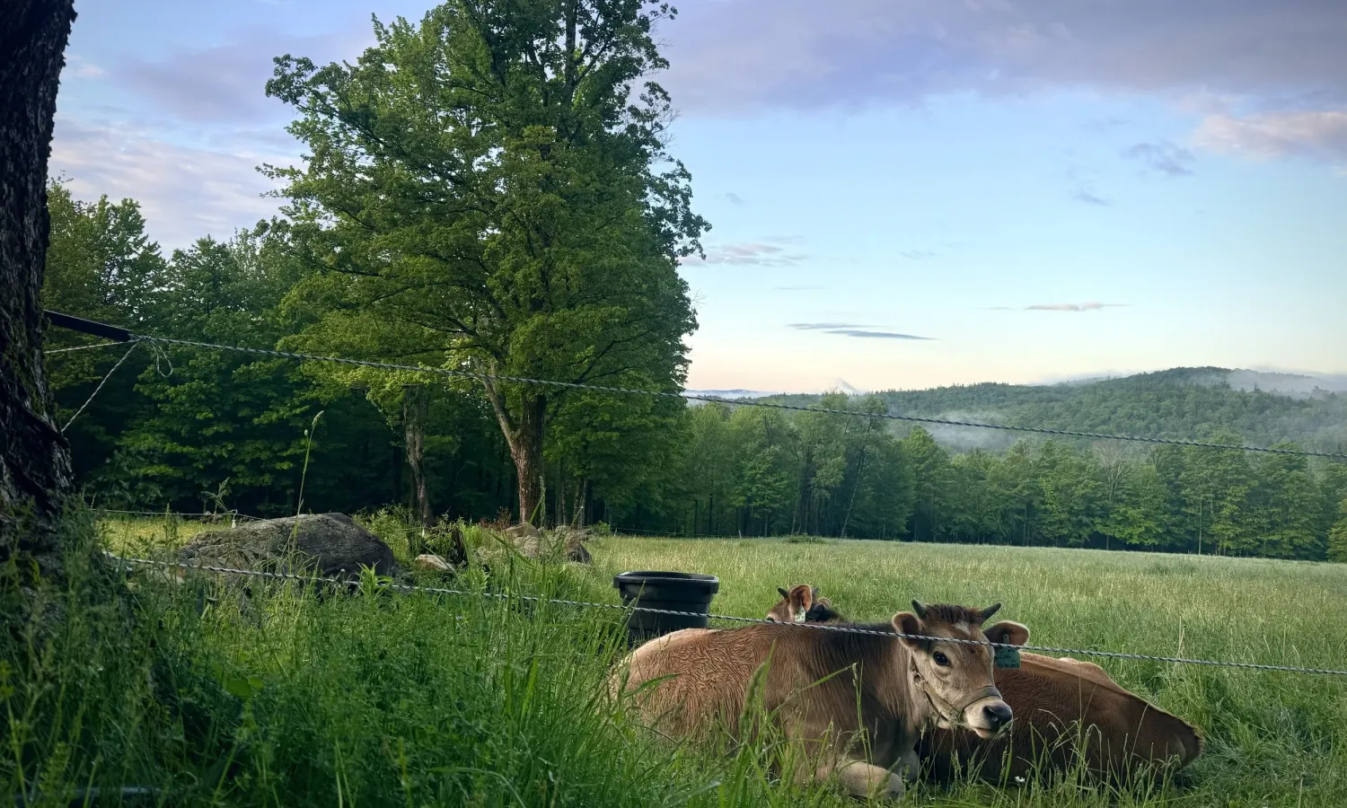Pastures
