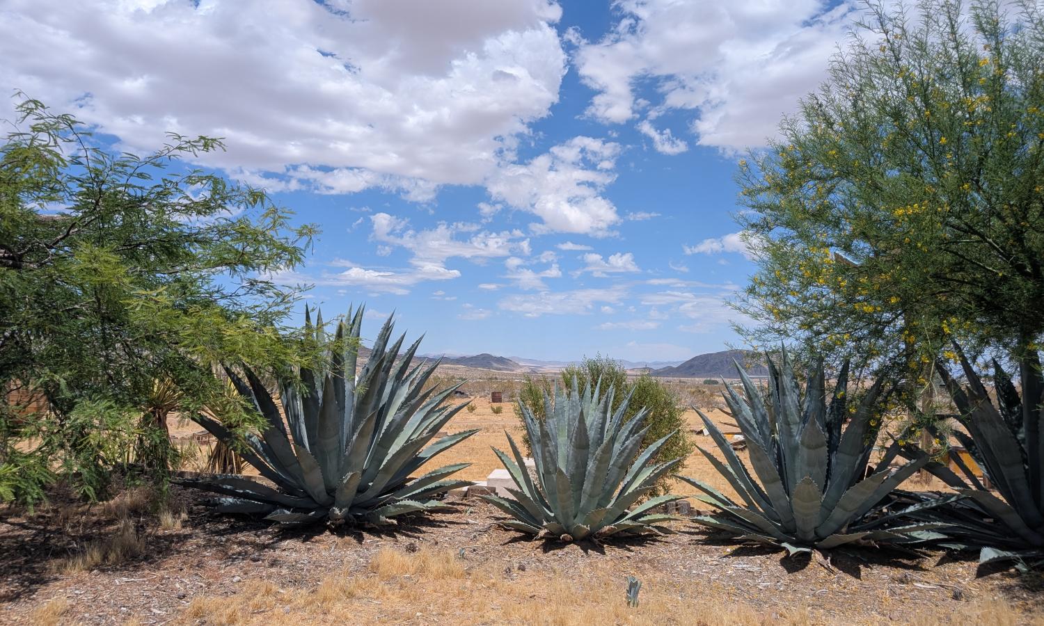 An outdoor view showing agave plants and distant mountains, with partly cloudy sky.