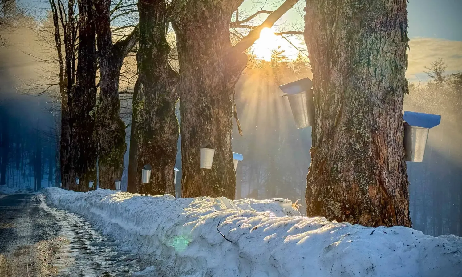 Maple Sugaring