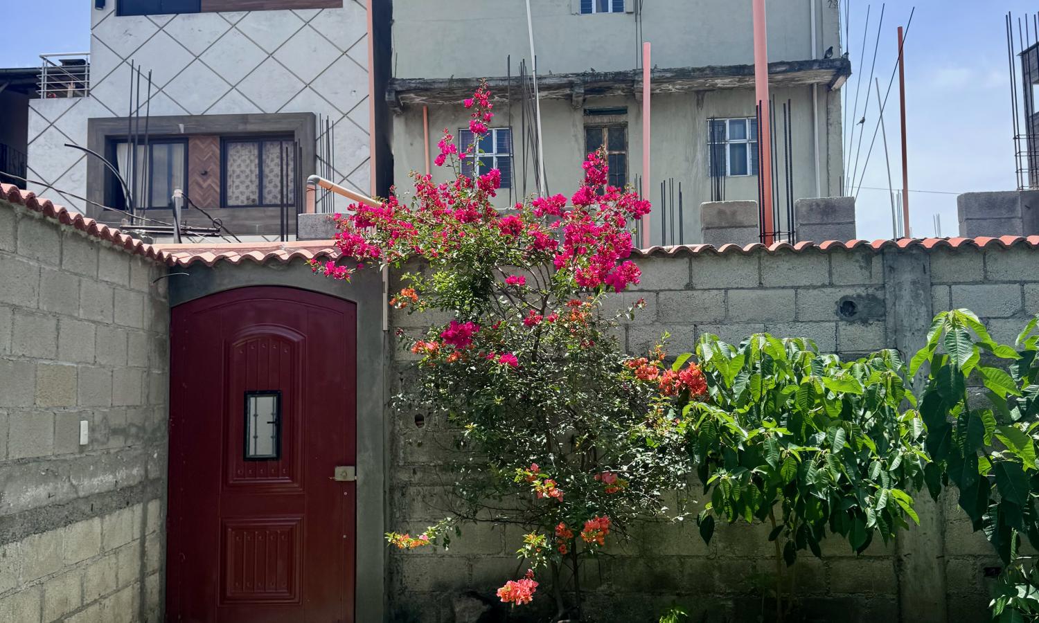 An outside garden with fuchsia bougainvillea, a maroon red door to the left, and grass with a walkway.