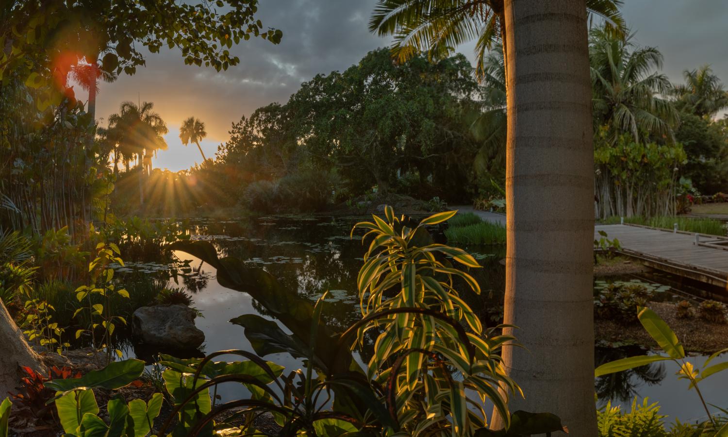 Sunset view of Naples Botanical Garden's Water Garden